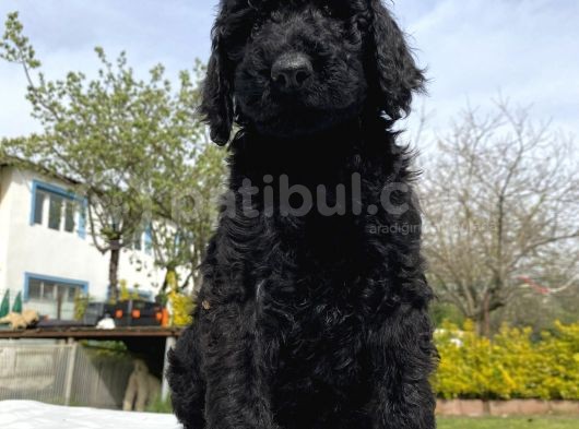 Dev Boy Standart Poodle Bebekler