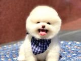 Pomeranian Boo Teddy Face Erkek Yavrumuz