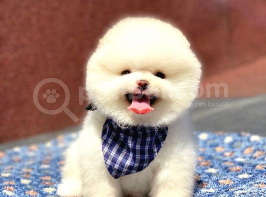 Pomeranian Boo Teddy Face Erkek Yavrumuz görsel