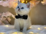 Ocean Blue Eyes Bri̇ti̇sh Shorthai̇r Lynx Poi̇nt