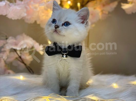 Ocean Blue Eyes Bri̇ti̇sh Shorthai̇r Lynx Poi̇nt