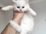 3 Adet Dünya Güzeli Prensese Yeni Yuva Arıyoruz