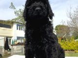 Dev Boy Standart Poodle Bebekler