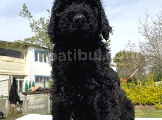 Dev Boy Standart Poodle Bebekler görsel