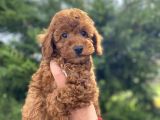 Red Brown Toy Poodle Koyu Renk