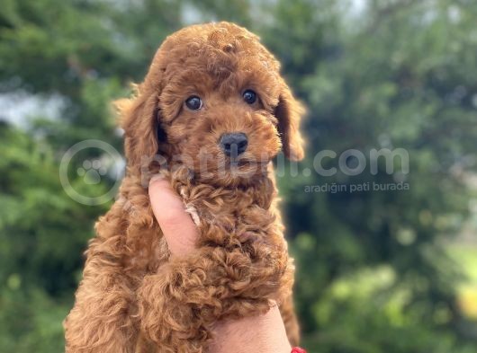 Red Brown Toy Poodle Koyu Renk görsel