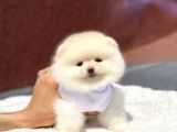 Pomeranian Boo Teddy Face Erkek Yavrumuz
