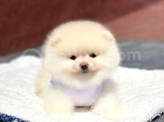 Pomeranian Boo Teddy Face Erkek Yavrumuz görsel