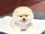 Pomeranian Boo Teddy Face Erkek Yavrumuz