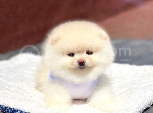 Pomeranian Boo Teddy Face Erkek Yavrumuz görsel