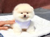 Pomeranian Boo Teddy Face Erkek Yavrumuz