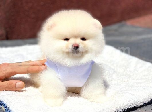 Pomeranian Boo Teddy Face Erkek Yavrumuz görsel