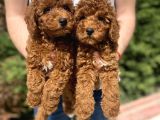 Red Brown Toy Poodle Koyu Renk