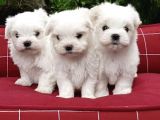 Maltese Mini Boy Yavrular