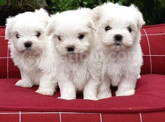 Maltese Mini Boy Yavrular görsel