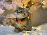 Green Eyes Bri̇ti̇sh Shorthai̇r Golden Tabby