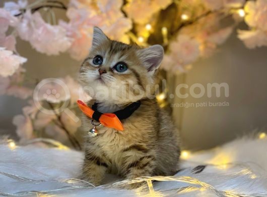 Green Eyes Bri̇ti̇sh Shorthai̇r Golden Tabby görsel