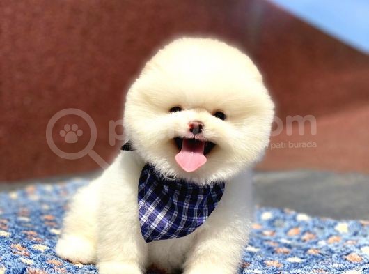 Pomeranian Boo Teddy Face Erkek Yavrumuz görsel