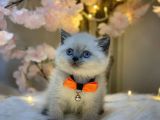 Panda Surat Bri̇ti̇sh Shorthai̇r Blue Poi̇nt