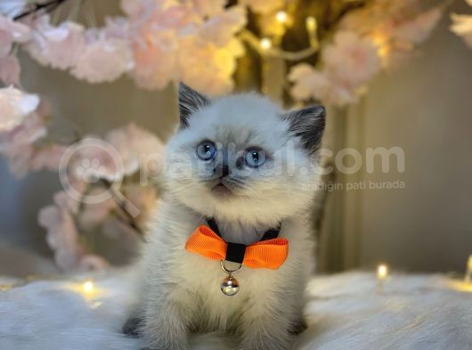 Panda Surat Bri̇ti̇sh Shorthai̇r Blue Poi̇nt görsel