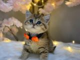 Green Eyes Bri̇ti̇sh Shorthai̇r Golden Tabby