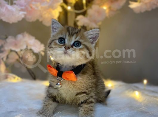 Green Eyes Bri̇ti̇sh Shorthai̇r Golden Tabby görsel