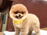 Pomeranian Boo Teddy Face Erkek Yavrumuz