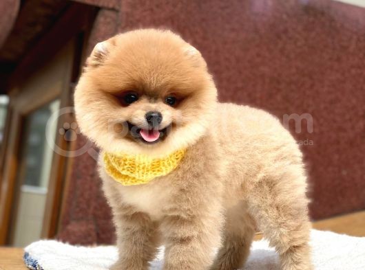 Pomeranian Boo Teddy Face Erkek Yavrumuz görsel