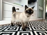 9Aylık British Shorthair Kızımıza Yeni Yuva Arıyoruz
