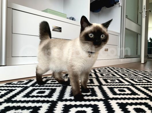 9Aylık British Shorthair Kızımıza Yeni Yuva Arıyoruz görsel