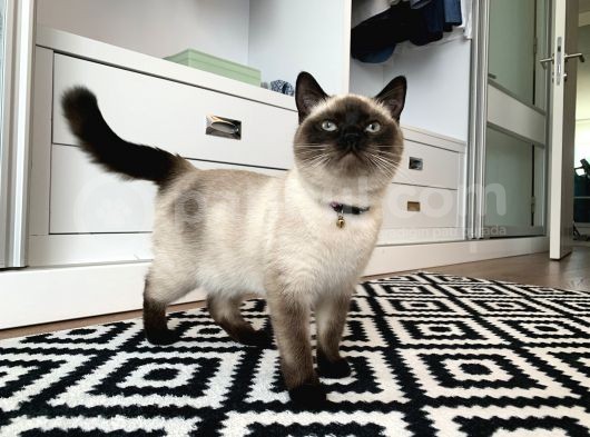 9Aylık British Shorthair Kızımıza Yeni Yuva Arıyoruz