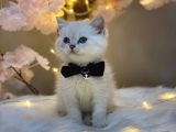 Ocean Blue Eyes Bri̇ti̇sh Shorthai̇r Lynx Poi̇nt