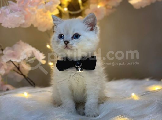 Ocean Blue Eyes Bri̇ti̇sh Shorthai̇r Lynx Poi̇nt görsel
