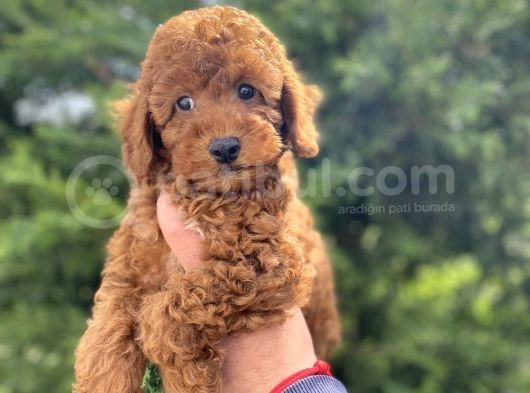 Red Brown Toy Poodle Koyu Renk görsel