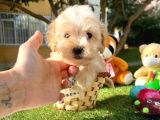 Maltipoo Dizayn Irk Sevimli Yavrular