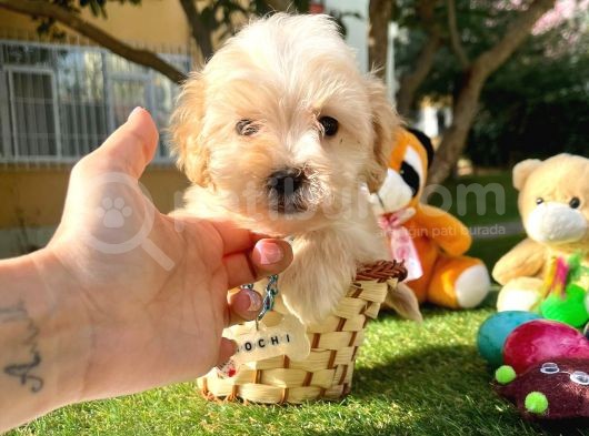 Maltipoo Dizayn Irk Sevimli Yavrular görsel