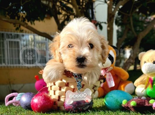 Maltipoo Dizayn Irk Sevimli Yavrular görsel