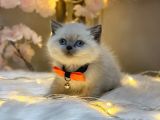 Panda Surat Bri̇ti̇sh Shorthai̇r Blue Poi̇nt