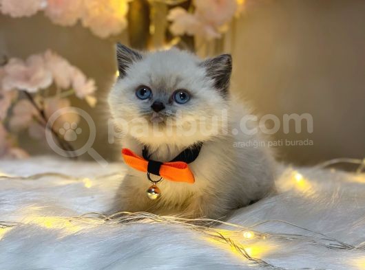 Panda Surat Bri̇ti̇sh Shorthai̇r Blue Poi̇nt