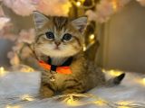 Green Eyes Bri̇ti̇sh Shorthai̇r Golden Tabby