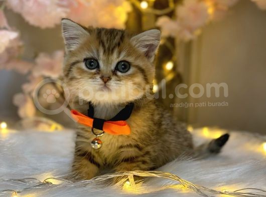 Green Eyes Bri̇ti̇sh Shorthai̇r Golden Tabby
