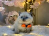 Panda Surat Bri̇ti̇sh Shorthai̇r Blue Poi̇nt