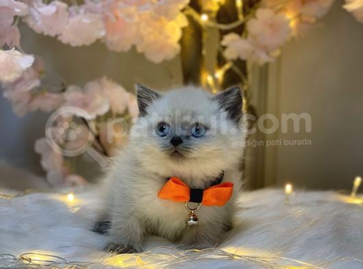 Panda Surat Bri̇ti̇sh Shorthai̇r Blue Poi̇nt görsel