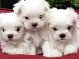 Maltese Mini Boy Yavrular
