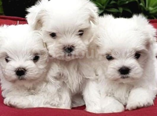 Maltese Mini Boy Yavrular görsel
