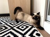 9Aylık British Shorthair Kızımıza Yeni Yuva Arıyoruz