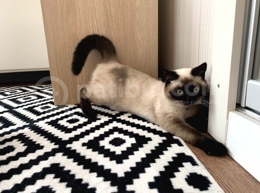 9Aylık British Shorthair Kızımıza Yeni Yuva Arıyoruz görsel