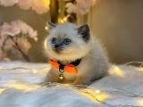 Panda Surat Bri̇ti̇sh Shorthai̇r Blue Poi̇nt