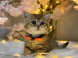 Green Eyes Bri̇ti̇sh Shorthai̇r Golden Tabby