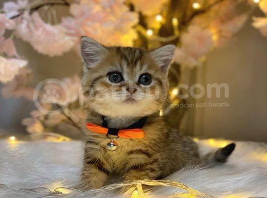 Green Eyes Bri̇ti̇sh Shorthai̇r Golden Tabby görsel